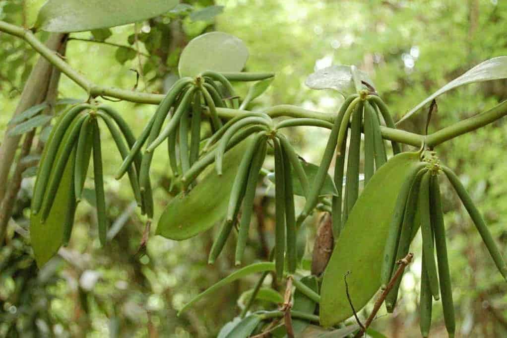 Natural Vanilla - Green Vanilla Beans