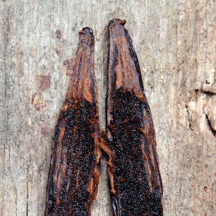 Scrapping Vanilla Seeds